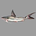 Ayre fish 5.6K £10.99 Per Kg