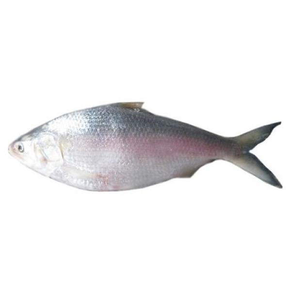 Hilsha Fish 1200g-1500g Per Kg