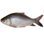 Katla Fish 7.5K £3.49 Per Kg