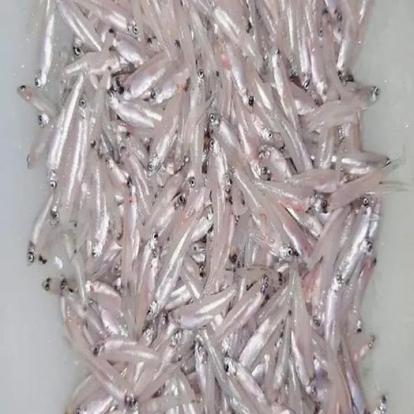 Keski Fish Tray