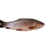 Rohu Fish 3K+2 Pieces