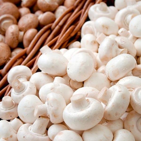 Mushrooms Box