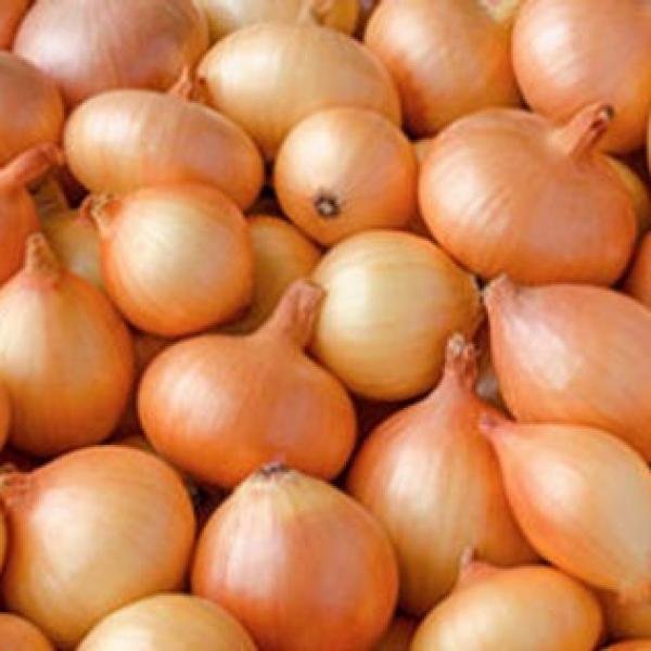 Onion 8kg
