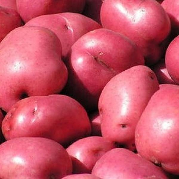 Red Potato Bag