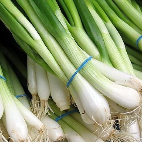 Spring Onion Box 10 bunches