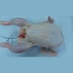 Roster Chicken £2.39 Per Kg